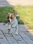 Jack Russell Terrier
