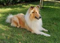 Rough Collie Lassie-para entrega imediata