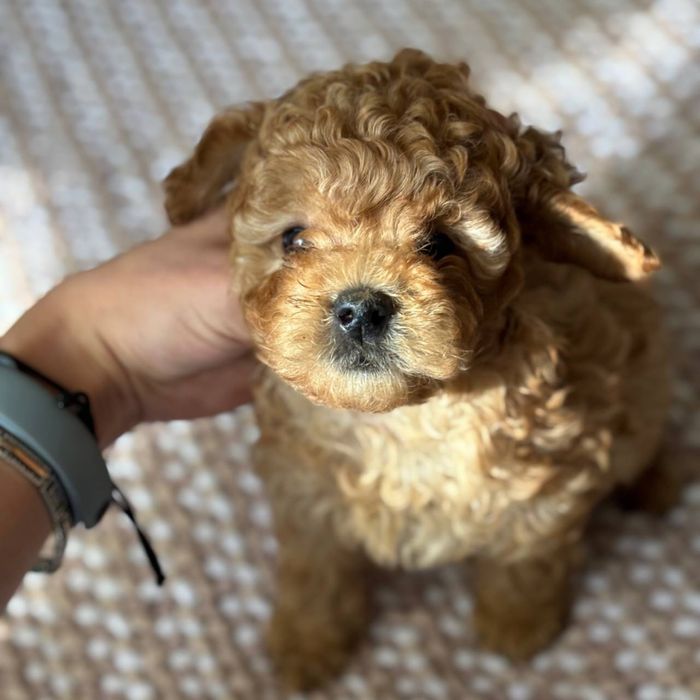 Маленькое сердечко мальтипу в мягком комочке