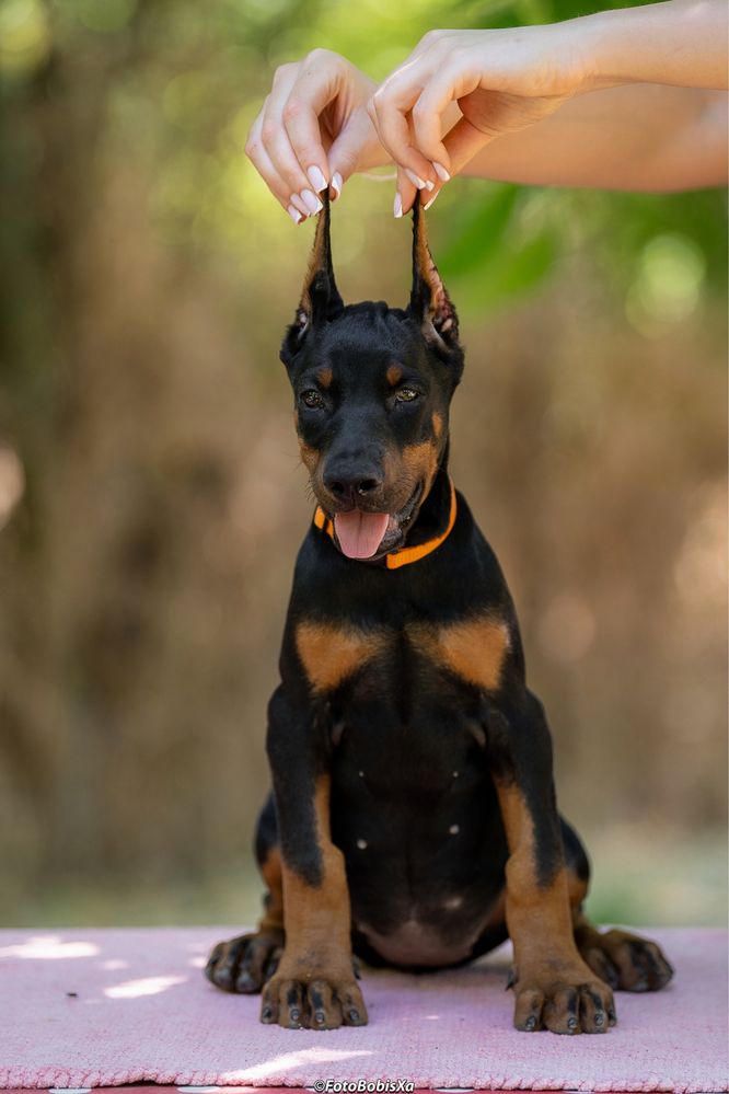 Sunia Doberman 3 miesiące