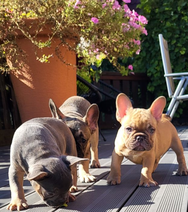 Buldog francuski