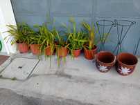 Orquídeas c Vaso