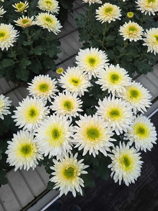 Piękne chryzantemy, sprzedaż prosto od ogrodnika.