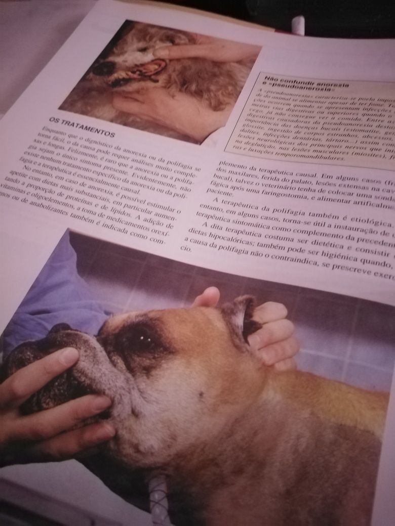 Conhece o seu cão?
