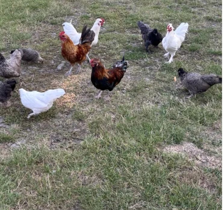 Liliputki kury i koguty