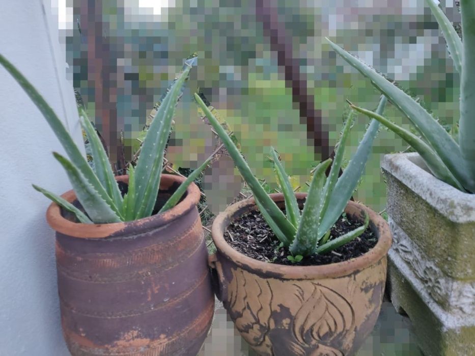 Aloe Vera Planta