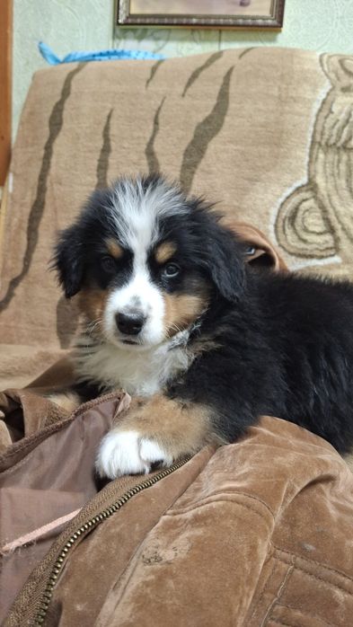 Малышка.Берна.свободна.