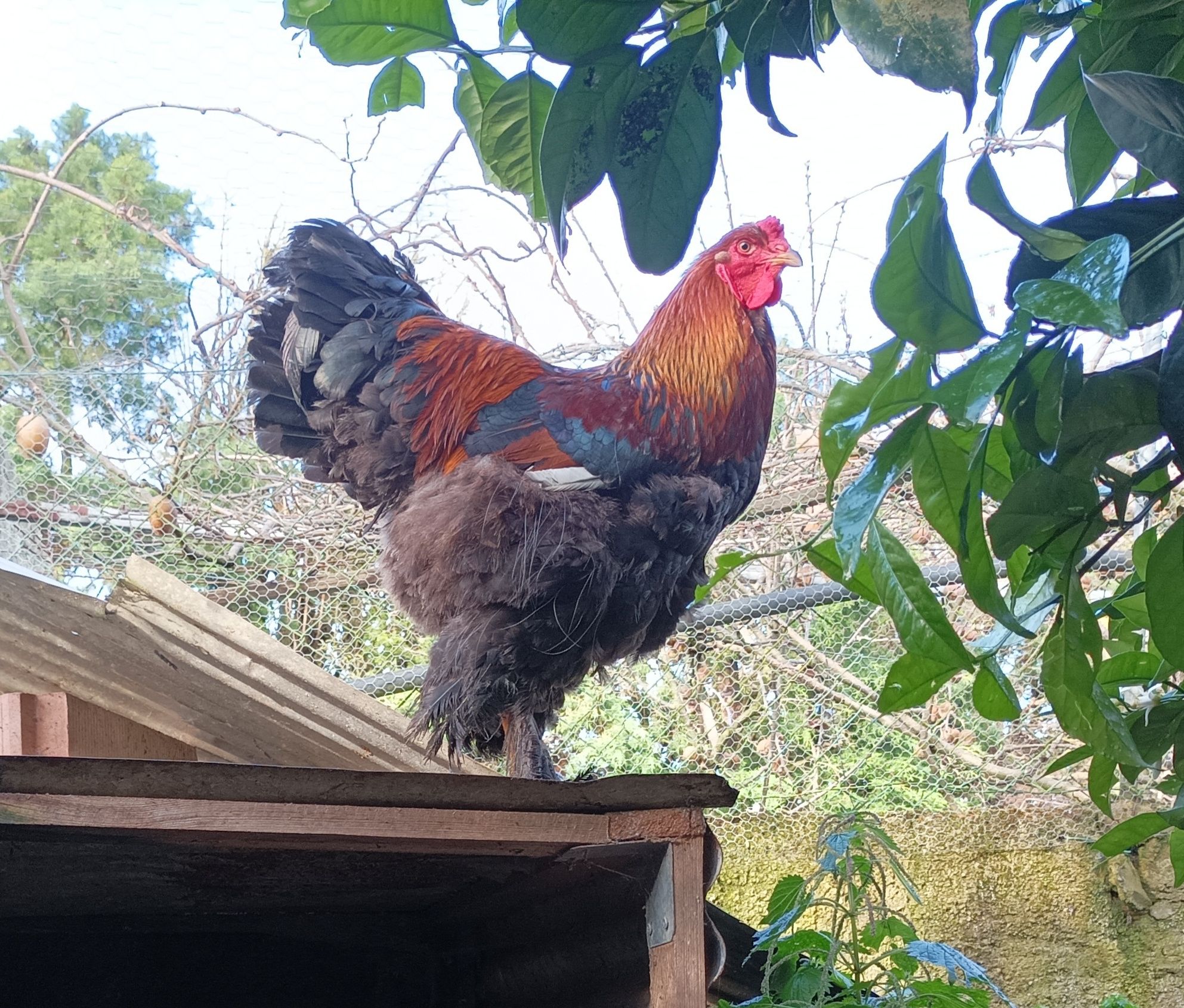 Brahma perdiz e dark