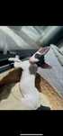 Cornish rex kocurek piekny wyjatek oczy- Kiwi gotowy  do odbioru