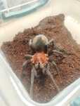Samica Bumba horrida 3,5DC
