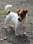 Jack Russell Terrier pies R E P R O D U K T O R  od # SMARTIE JACKS #
