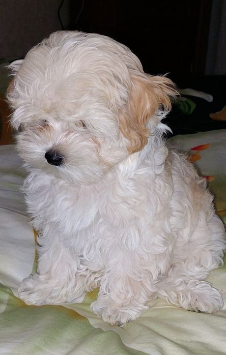 Девочки мальтипу ф1.