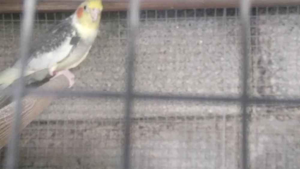 Vendo este macho