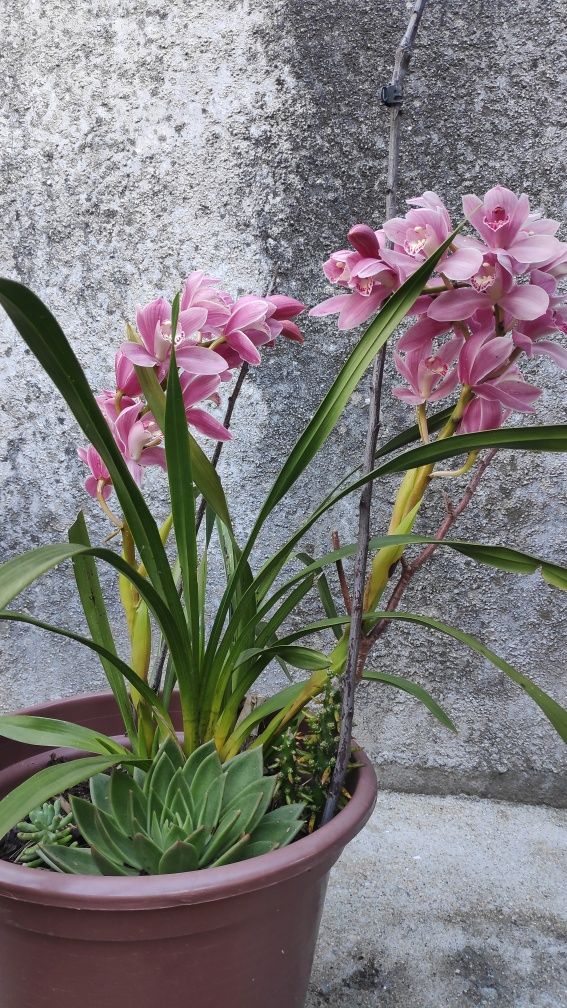 Orquídea rosa bebê