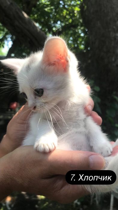 Кошенята шукають родину