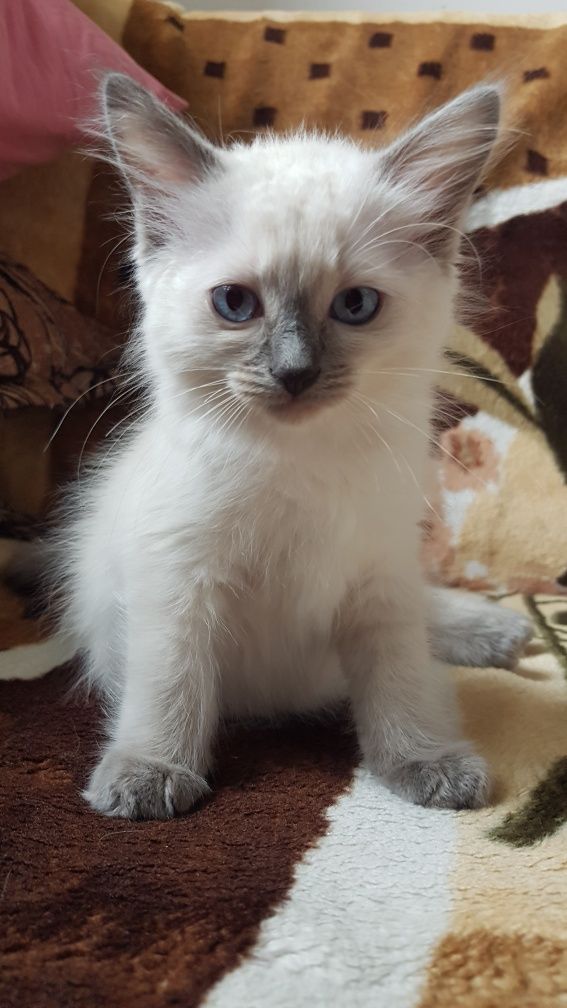 Ragdoll kotek RAG a