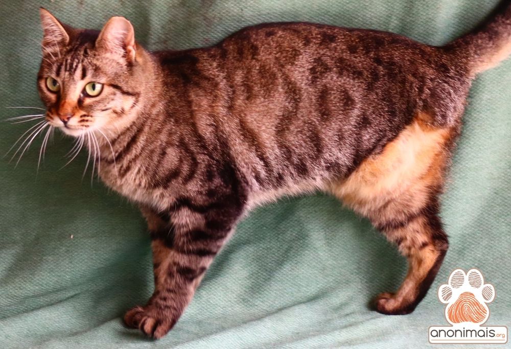 Manga - gata para adopção