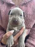 Pitbull pit bull silver rednose red nose szczeniaki