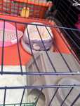 Vendo coelho anao angora  1 mes