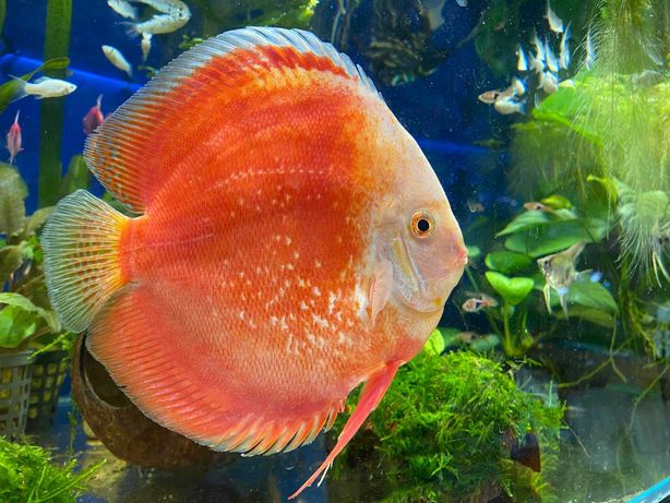 Paletka ryba akwarium dorosła RED VALENTINE AQUALIFE sklep zoologiczny