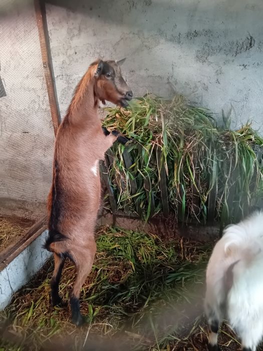 Vendo cabras só pariu uma vez