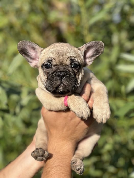 Неймовірно мила дівчинка з родовідом КСУ