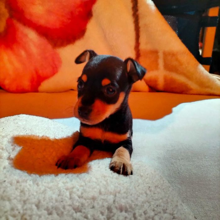 Pinscher macho belíssimo