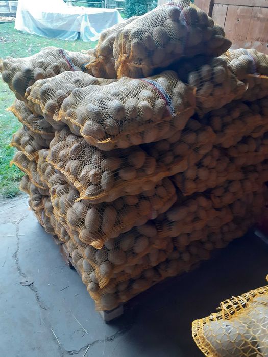 Ziemniaki soraya soraja 200szt po 15