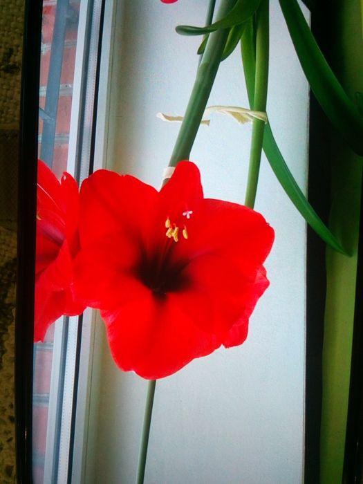 Гипиаструм молодые росточки.