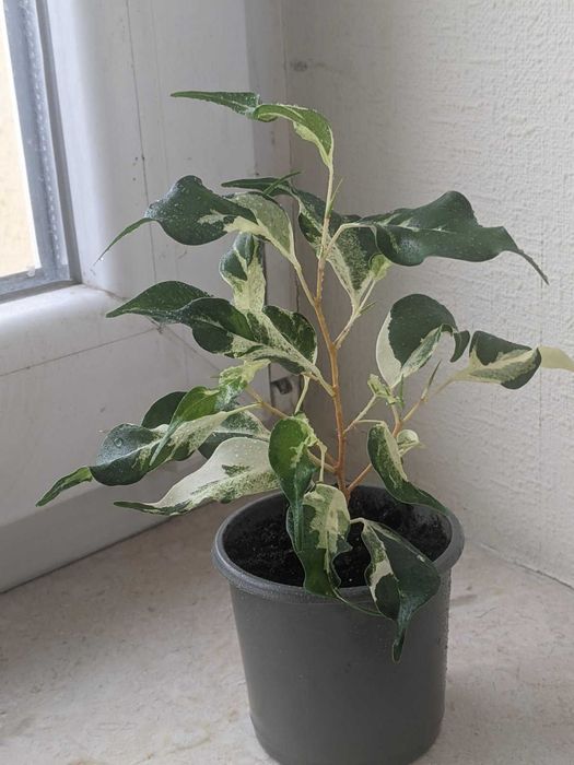 Фікус Керлі, Кьорлi, Курлі, Чарлі, Curly