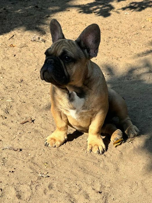 Bulldog Francês fawn