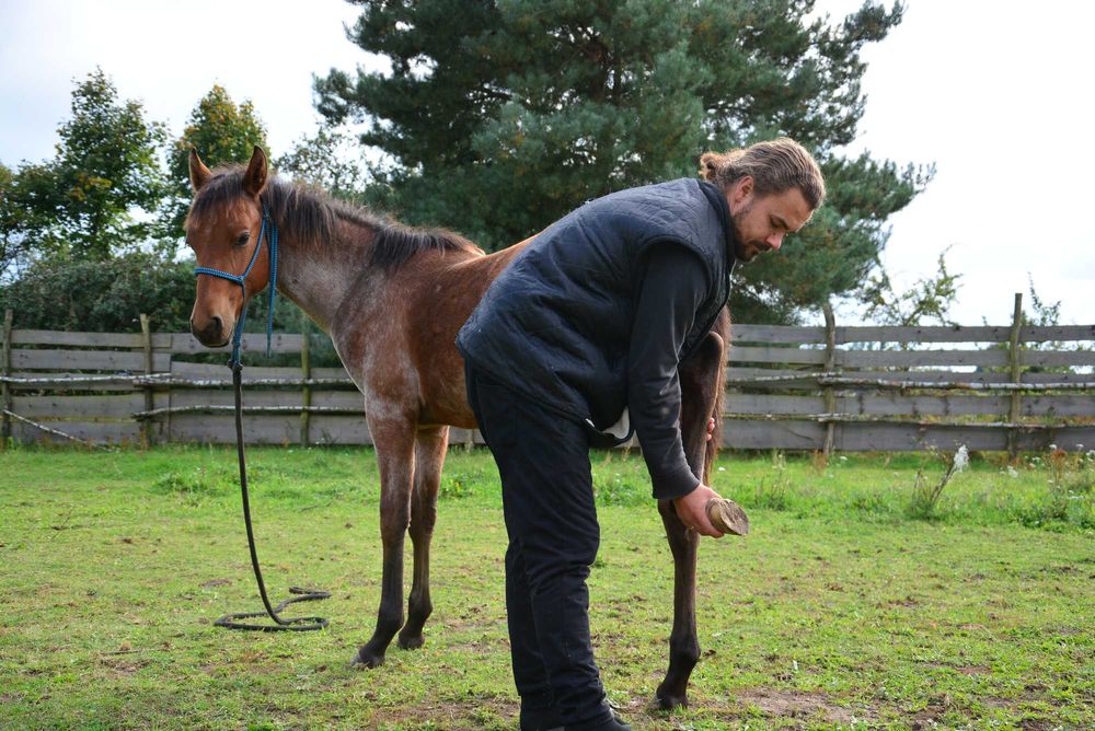 APH, AQH DERESZOWATY, Odsadek, Źrebak, koń, 3/4 AQH, quarter horse, pa