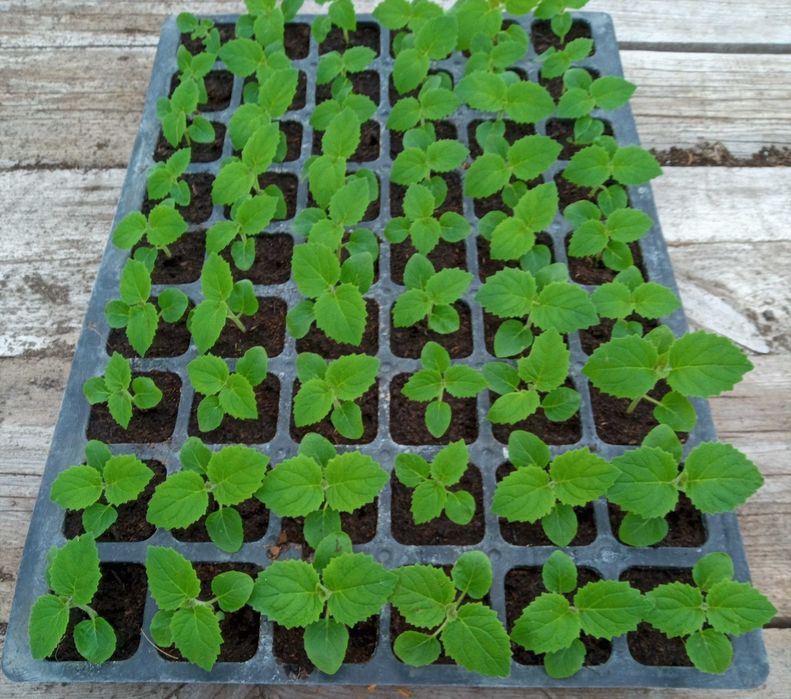 Drzewo tlenowe Paulownia ShanTong Oxytree sadzonki producent