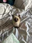 Gatinho bebé para adoção responsável