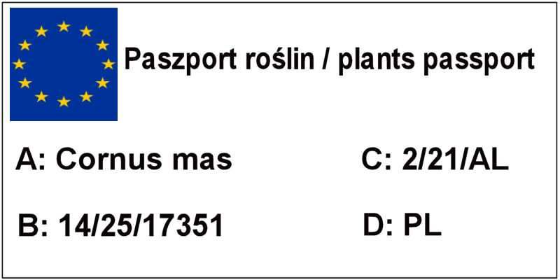 Dereń jadalny, dereń jadaln różne odmiany - Aurea, jolico, elegantnyj.
