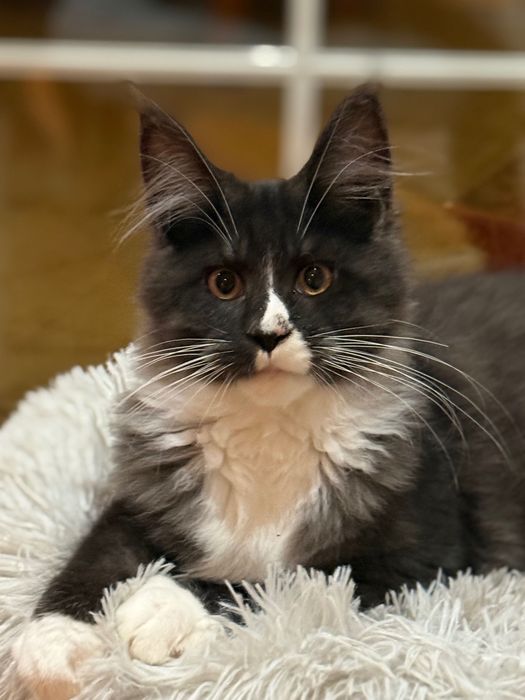 Maine Coon kocur do Hodowli czarny dumny z białym cudo