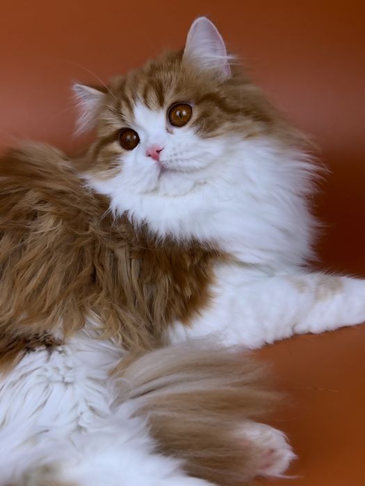 Шотландська дівчинка, хайленд страйт.