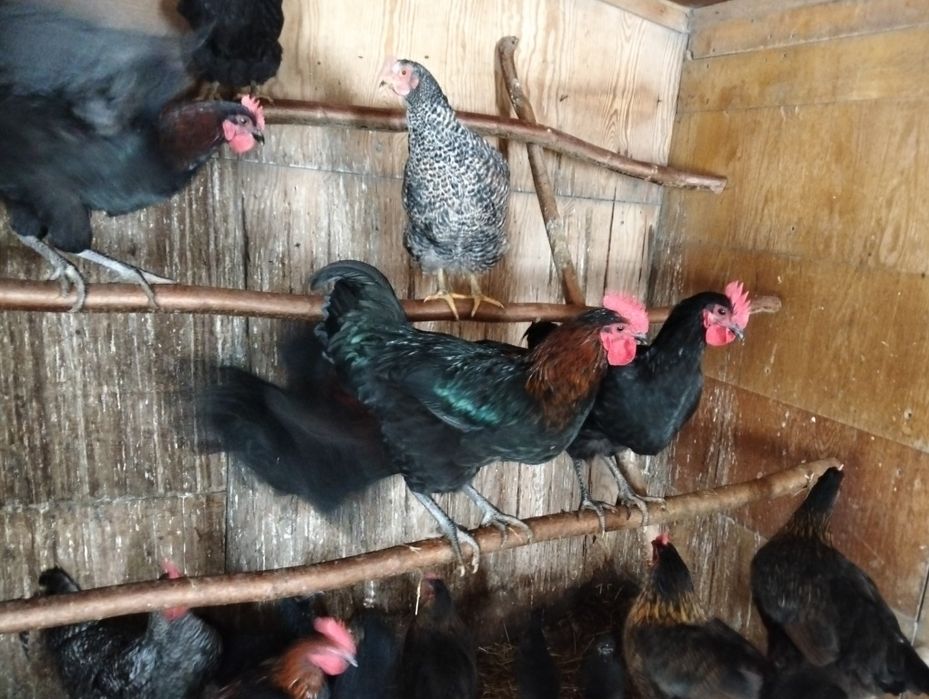 Koguty młode tegoroczne .