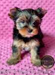 HESTIA Suczka York Yorkshire Terrier Czarno Złota