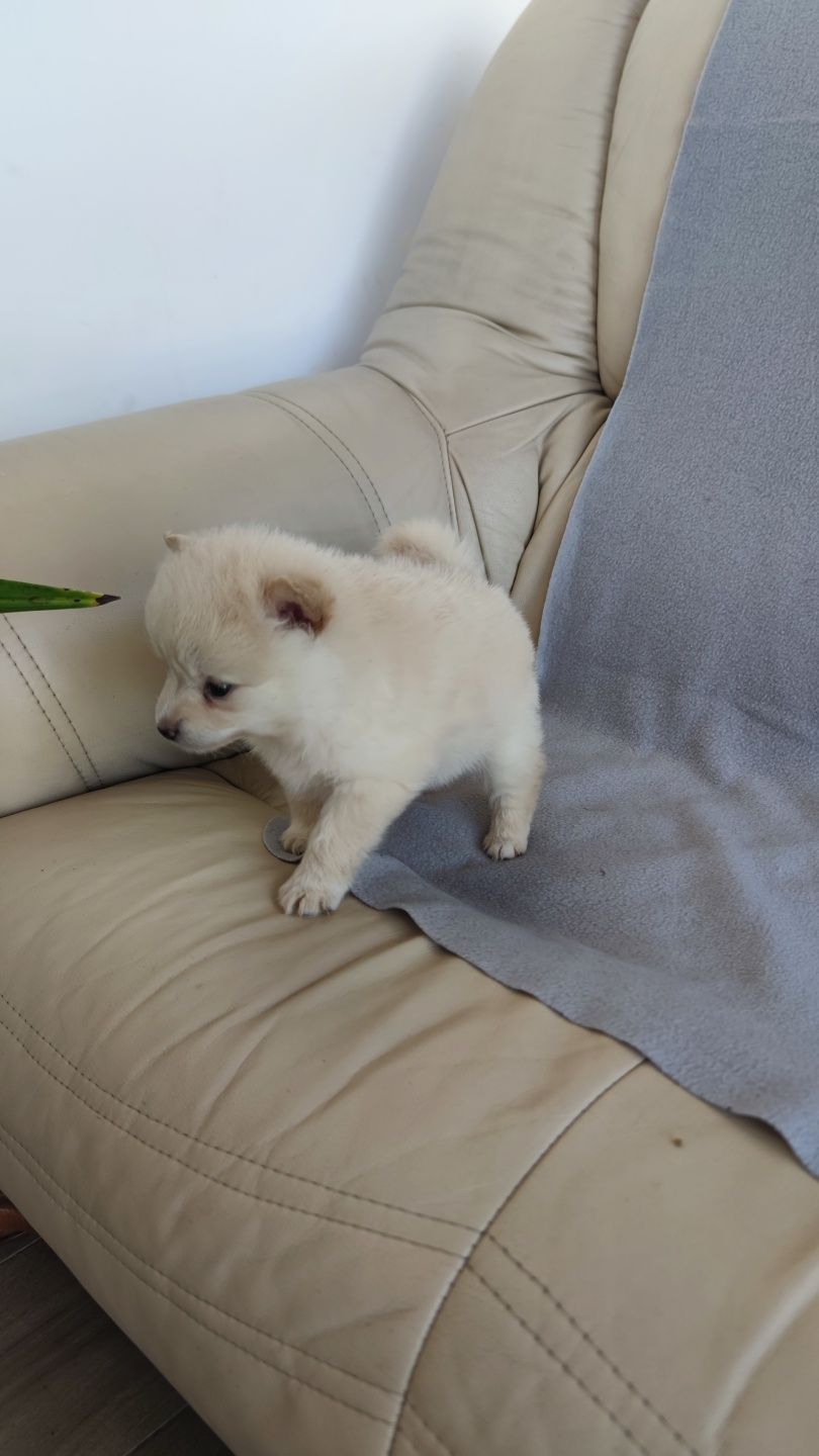 Spitz Alemão macho disponível