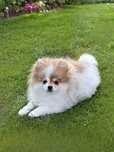 Wyjątkowy Pomeranian puchata kuleczka szuka kochającego domu