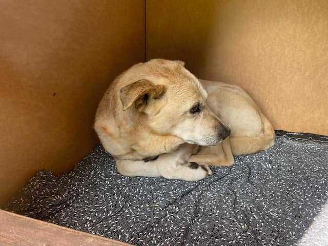 Angel czeka na nowy dom