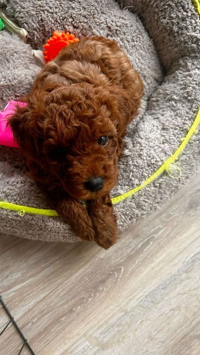 Міні пудель — пухнасті цуценята у продажу