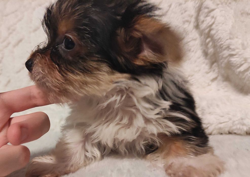 yorkshire biewer trikolor piesek