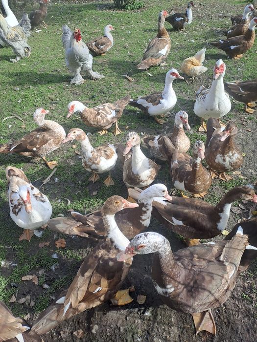 Kaczki,kaczory francuskie