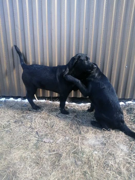 Цуценята шукають дім