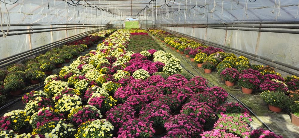 Chryzantemy hurt detal