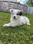 Border collie piesek blue merle ZKwP/ FCI