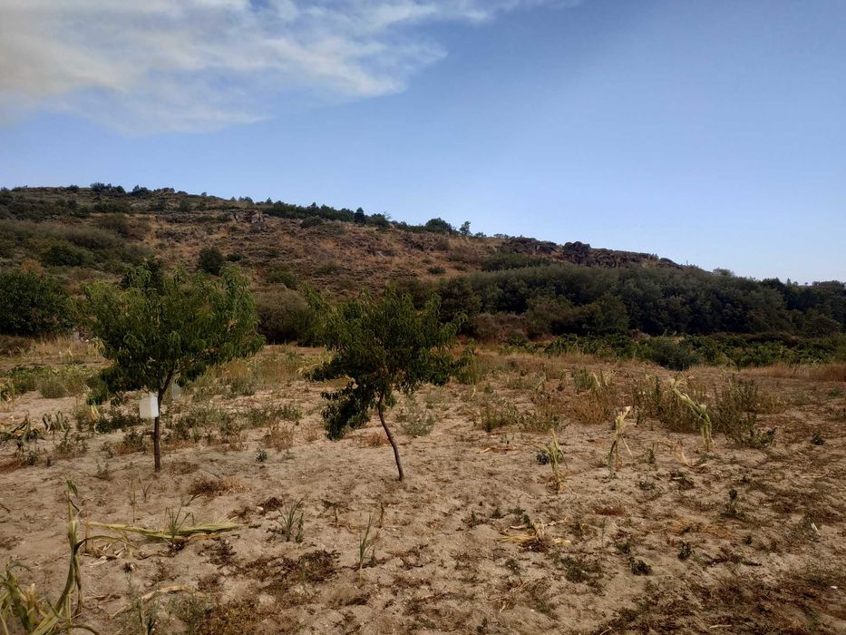 Terreno agrícola em activo.