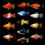 Platy Sortido - Xiphophorus maculatus